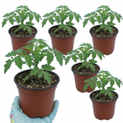 Set of 3 or 6 Large Plants - Tomato Cherry Falls Variety, Ready to Plant in Your Garden