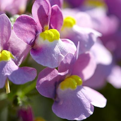 Nemesia Nuvo Pink Bicolour, Ready to Plant in Your Garden