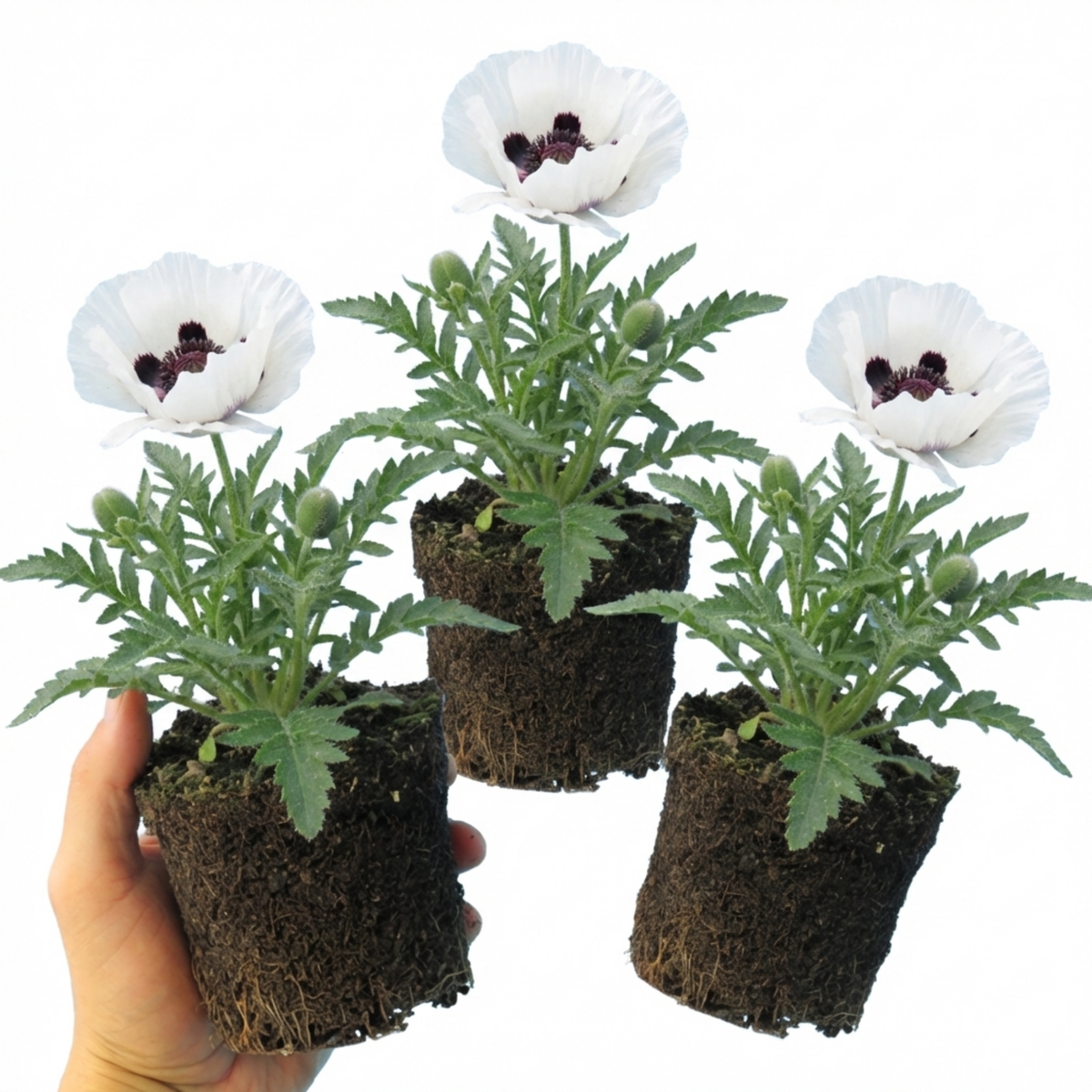Papaver Orientale Royal Wedding Poppy Plants, Hardy Perennial, Outdoor Garden Ready, 1 Litre Root-Ball