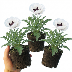 Papaver Orientale Royal Wedding Poppy Plants, Hardy Perennial, Outdoor Garden Ready, 1 Litre Root-Ball