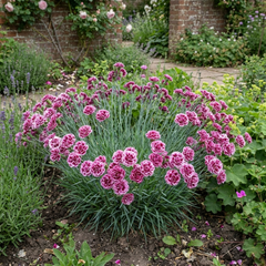 1 Cottage Pink Dianthus Sugar Plum Plant, Fragrant Hardy Perennial, Summer Flowering, 5L Root Ball
