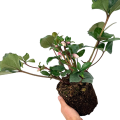 Hellebore Angel Glow | 2L Pot