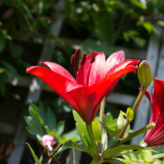Asiatic Lily Red | 3 or 6 1L Pots