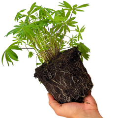 Lupin Legendary White Shades | 2L Pot