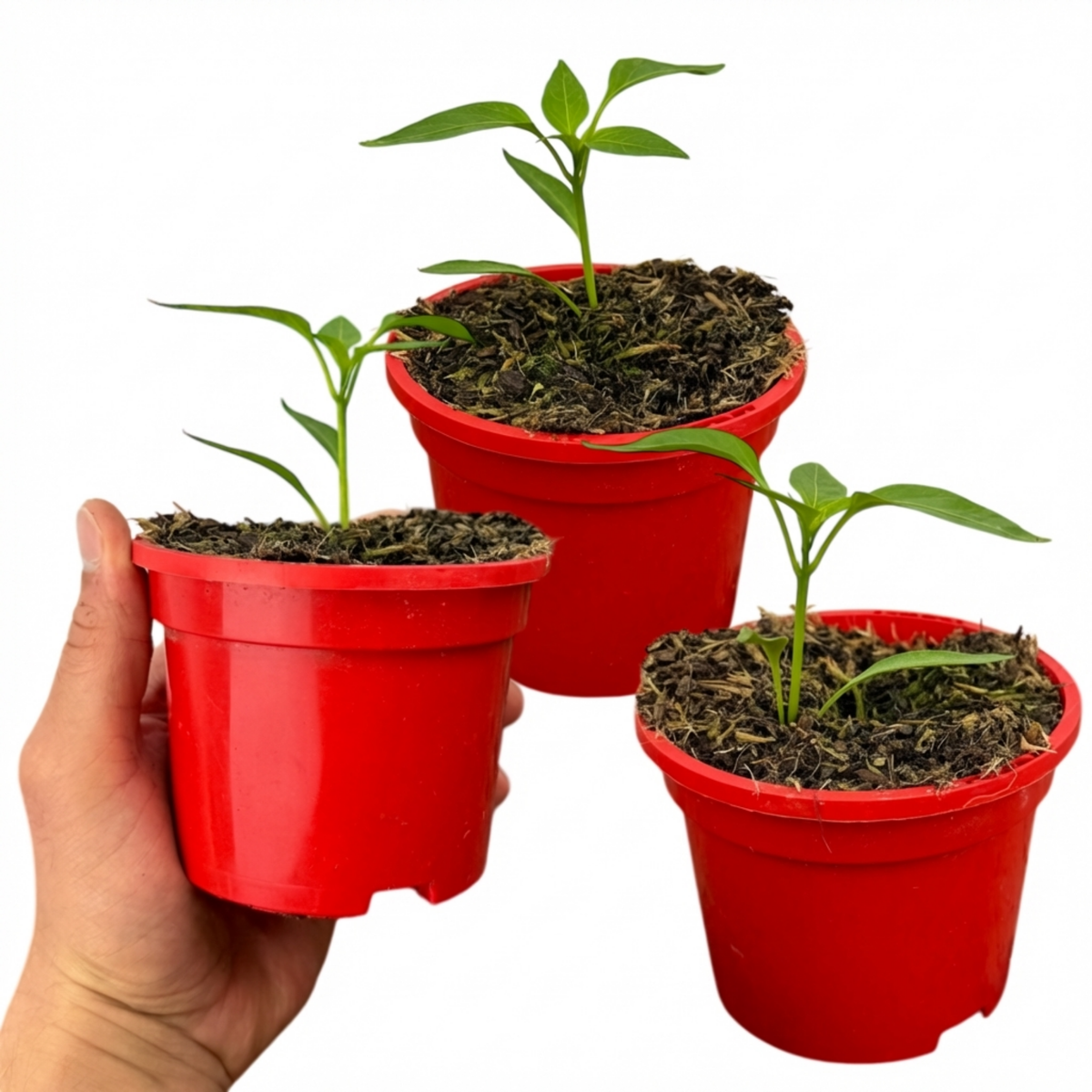 Chilli Pepper Plants - Scotch Bonnet, Ready to Plant in Your Garden