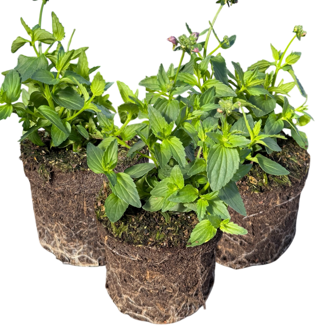 Nemesia Nuvo Pink Bicolour, Ready to Plant in Your Garden