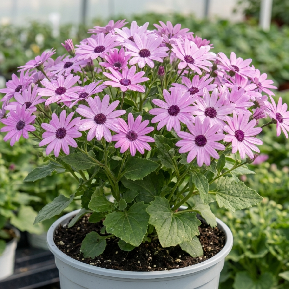 Senetti Lavender Flowering Plant, Hardy Summer Bedding, Outdoor Garden Ready, 17cm Root-Ball