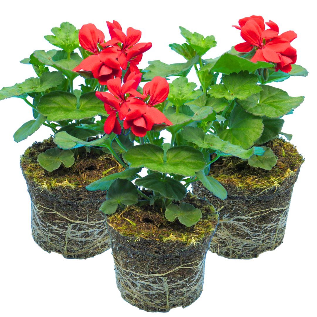 Set of 3 or 6 Large Plants Geranium Calliope Landscape Fire, Ready To Plant In Your Garden