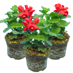 Set of 3 or 6 Large Plants Geranium Calliope Landscape Fire, Ready To Plant In Your Garden