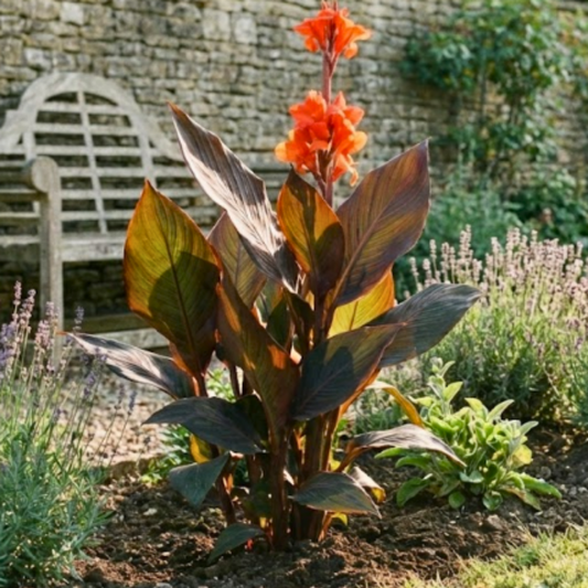 1 Canna Tropicanna Black Plant, Dark Leaf Canna Lily, Hardy Tropical Perennial, 3L Root Ball