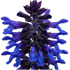 1 Large Plant - Salvia Sangoons Black & Bloom, Ready to Plant in Your Garden, 5L