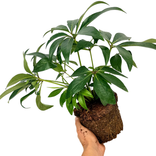 Hellebore Argutifolius | Large 2L Pot