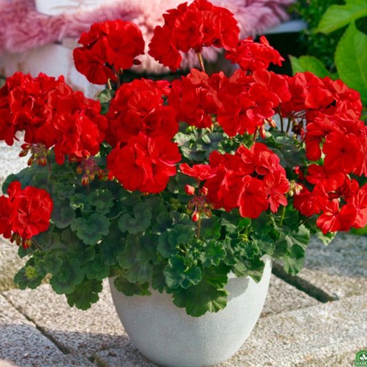 Pelargonium Toscana Dolce Vita Mylena / Gisela / Smart Senna