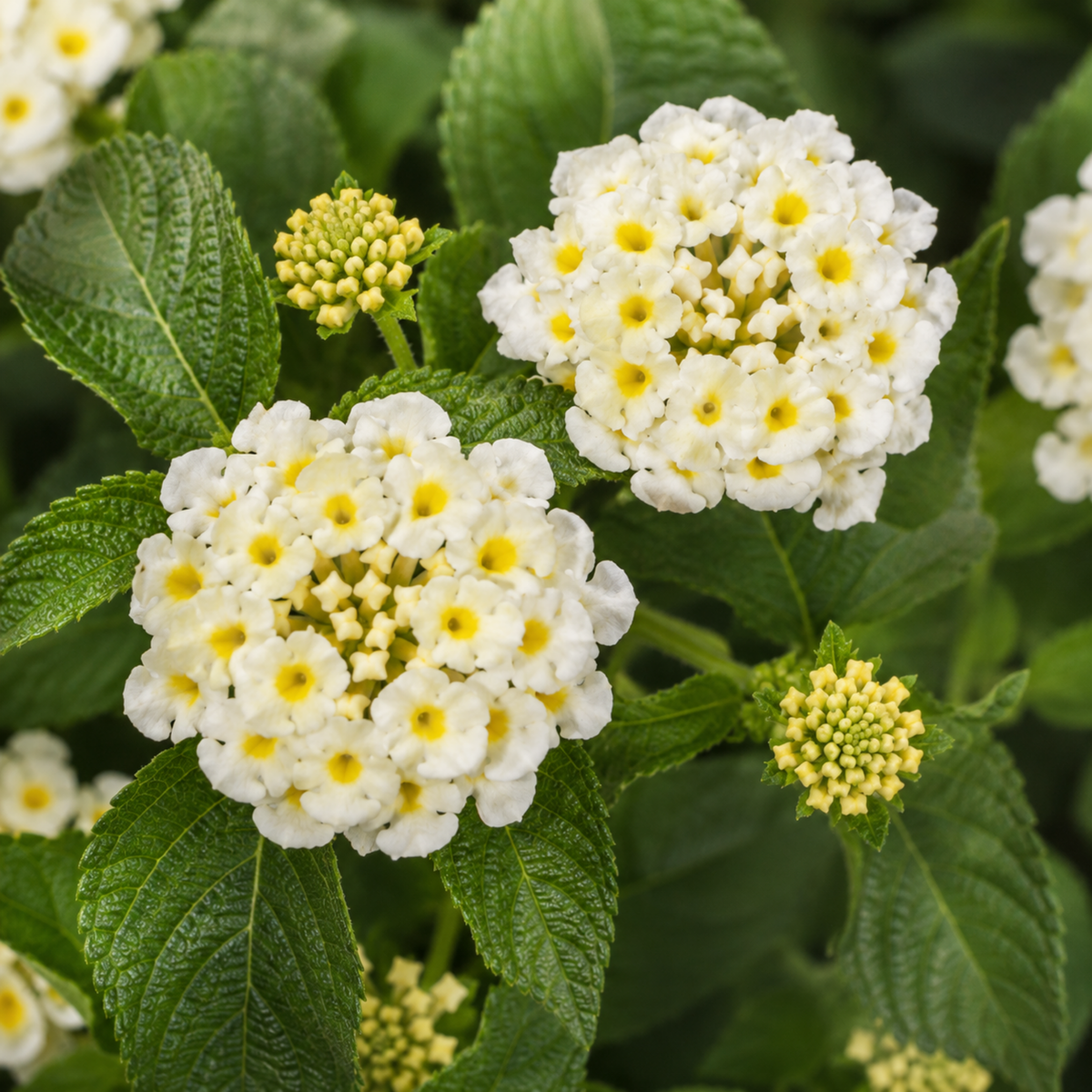 1 Large Plant - Lantana Bandolista Coconut, Ready to Plant in Your Garden, 2L