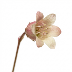 Set of 3 or 6 Heuchera Palace Purple Coral Bells Plants, Hardy Evergreen Perennial, Shade Tolerant Garden Plants, Outdoor Garden Ready, 1 Litre Root-Ball