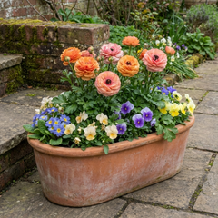 Ranunculus Vortex Orange Pink Persian Buttercup Plants, Hardy Perennial, Spring Flowering, Outdoor Garden Ready, 1 Litre Root-Ball
