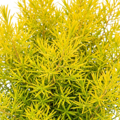 Diosma Sunset Gold Plant, Hardy Evergreen Flowering Shrub, Outdoor Garden Ready, 3L 17cm Root Ball