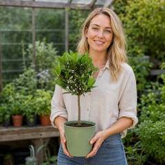 2L Bay Tree, Laurus Nobilis, Evergreen Culinary Herb, Pots