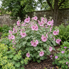 Lavatera Bredon Springs Tree Mallow, Hardy Pink Flowering Perennial Garden Shrub, 2L Root Ball