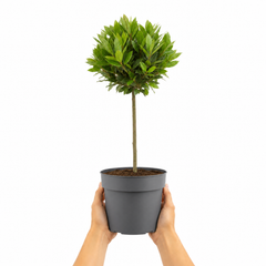 3L Bay Tree 60-70cm, Culinary Evergreen, Nursery Pots
