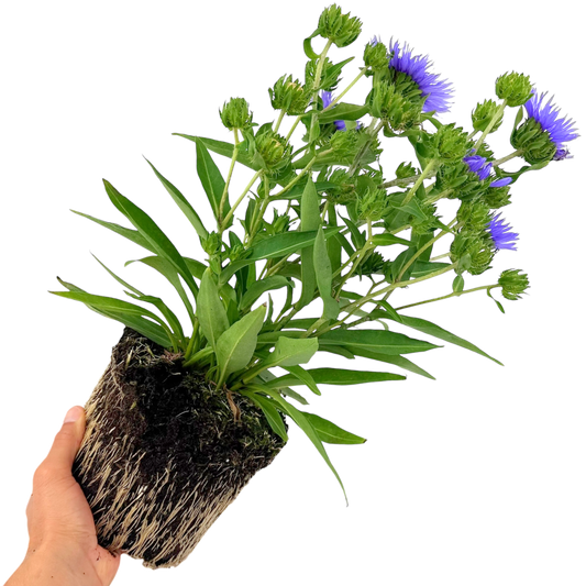 Stokesia Mel's Blue | 3L Pot