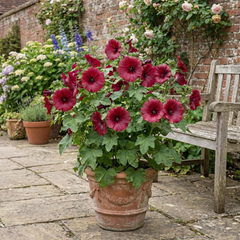 Lavatera Burgundy Wine Tree Mallow, Hardy Perennial Flowering Shrub for Cottage Garden, 2L Root-Ball