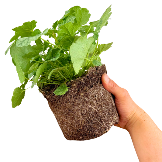 Heuchera Berry Timless