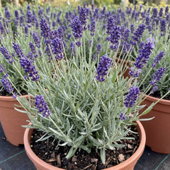 1 Lavender Hidcote Blue Plant, Fragrant Hardy Perennial Lavender Bush, Garden Ready, 5 Litre Root Ball