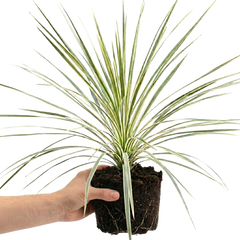Cordyline Lime Passion, Ready to Plant in Your Garden, Peat Free