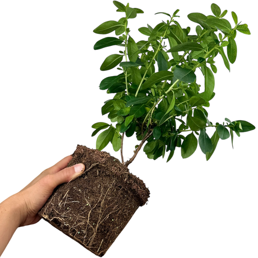Escallonia Pink Elle