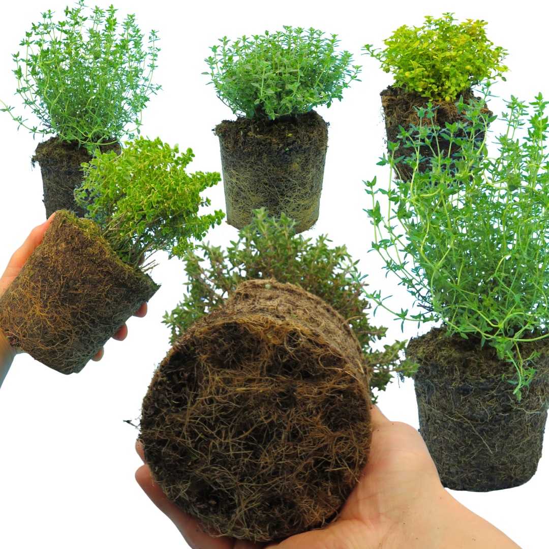 Thyme Growers Choice Mix | 3 or 6 1L Pots