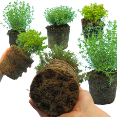 Thyme Growers Choice Mix | 3 or 6 1L Pots