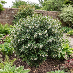 Osmanthus Delavayi Plant, Fragrant Evergreen Shrub, Outdoor Garden Ready, 19cm Root Ball
