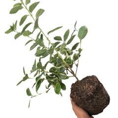 Euonymus Albomarginatus | 2L Pot