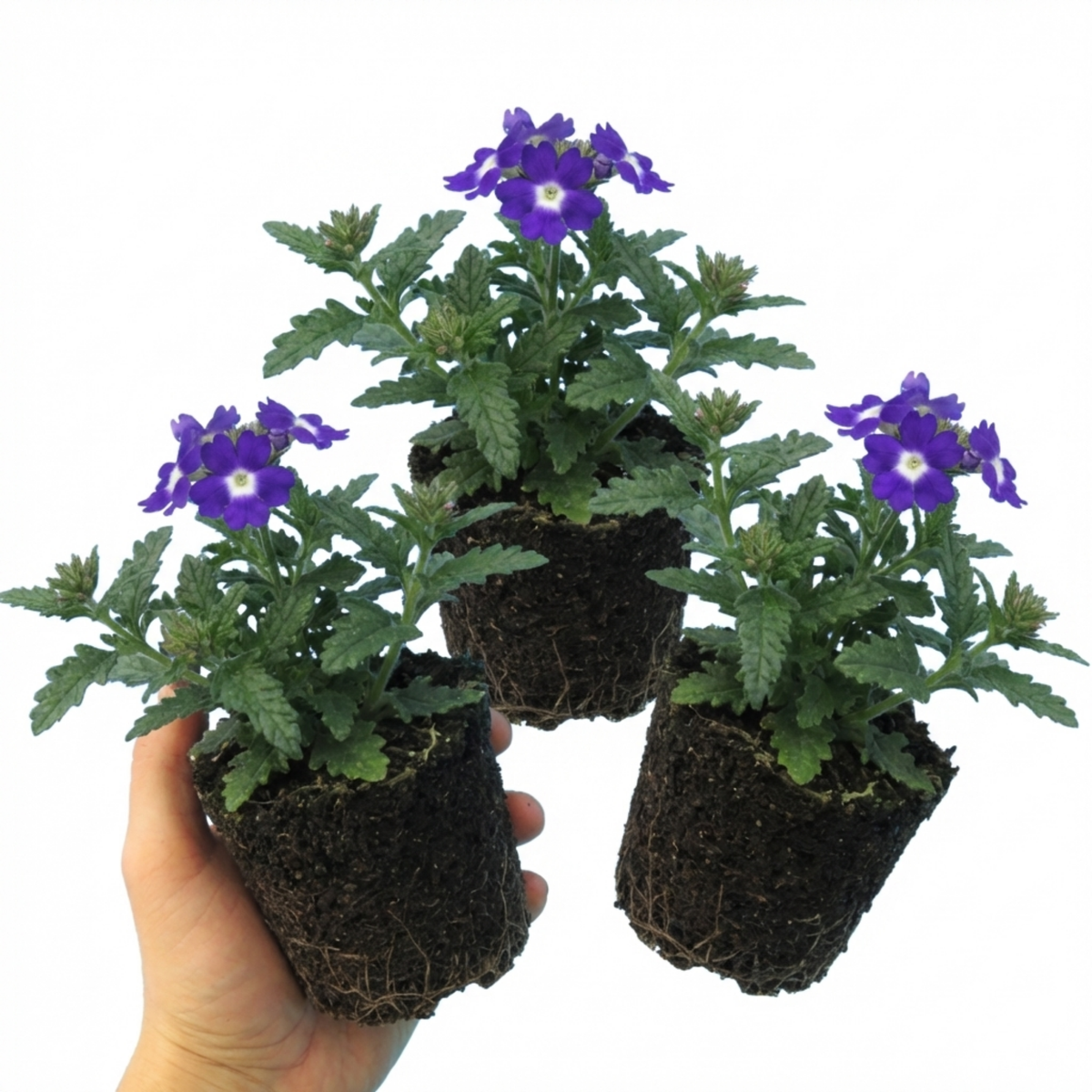 Trailing Verbena Blue Eye Plants, Summer Flowering Hanging Basket Ready, Outdoor Garden Ready, 10.5cm Root-Ball