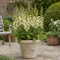 1 Large Plant - Digitalis Dalmatian Cream, Ready to Plant in Your Garden, 2L Pot