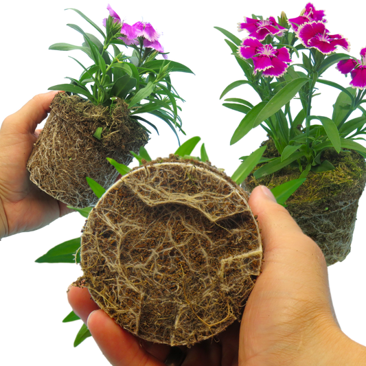 Dianthus Festival Growers selection