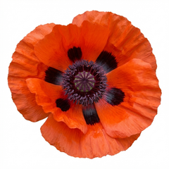 Papaver orientale ‘Brilliant’ Hardy Perennial Red Poppy Plants, Outdoor Garden Ready, Litre Root-Ball