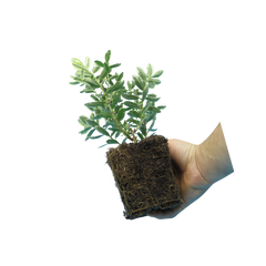 Hebe Variegata | 3 or 6 1L Pots