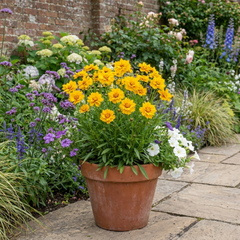 Coreopsis Early Sunrise Hardy Perennial Plants, Yellow Summer Flowers, Pollinator Friendly, 1 Litre Root Ball
