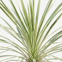 Astelia Silver Spear | 3 or 6 1L Pots