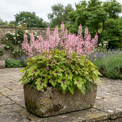 1 Tiarella Pink Skyrocket Plant, Hardy Foam Flower Perennial for Shade Gardens, 2 Litre Root-Ball