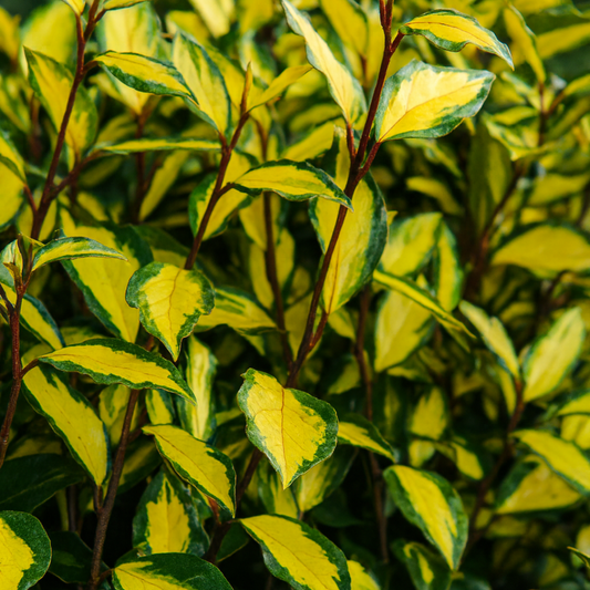 Elaeagnus Ebbingei Maryline | 3L Pot