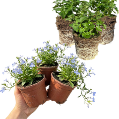 Set of 3 or 6 Large Lobelia Plants - Hot WaterBlue Improved, Ready to Plant in Your Garden