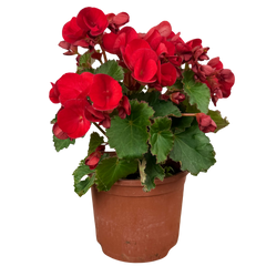 1 Begonia Vermillion Red Upright Live Plant, Summer Bedding Garden Ready, 2Ltr Root Ball