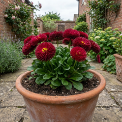 Bellis Habanera Red Hardy English Daisy Plant, Outdoor Garden Ready, 2 Litre Root Ball