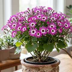 Senetti Pink Bicolour, Outdoor Garden Ready, 2L Pot