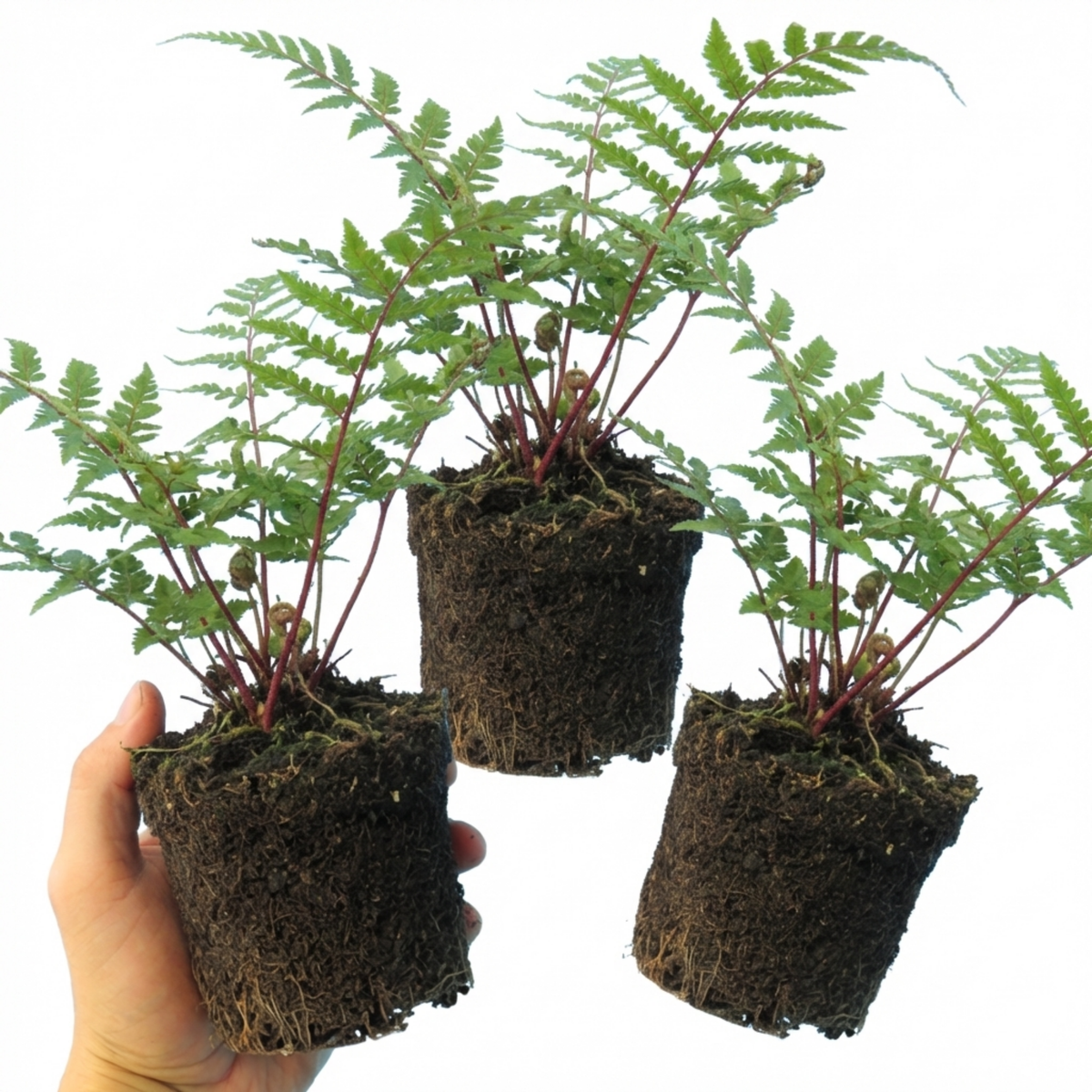 Lady Fern Athyrium Lady in Red Hardy Perennial Plants, Shade Garden Ready, Outdoor Fern, 11cm or 1L Root Ball