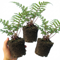 Lady Fern Athyrium Lady in Red Hardy Perennial Plants, Shade Garden Ready, Outdoor Fern, 11cm or 1L Root Ball