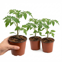 Set of 3 or 6 Large Plants - Tomato Buffalosun Variety, Ready to Plant in Your Garden